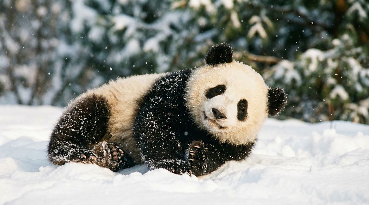 草榴社区熊猫视频